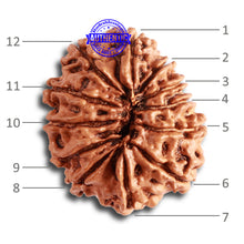 Load image into Gallery viewer, 12 Mukhi Nepalese Rudraksha - Bead No 275