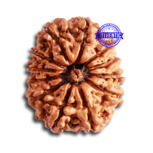 Load image into Gallery viewer, 12 Mukhi Nepalese Rudraksha - Bead No 275