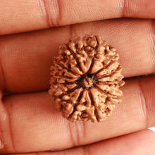 Load image into Gallery viewer, 12 Mukhi Nepalese Rudraksha - Bead No 275