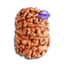 Load image into Gallery viewer, 12 Mukhi Nepalese Rudraksha - Bead No 275