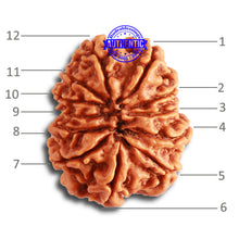 Load image into Gallery viewer, 12 Mukhi Nepalese Rudraksha - Bead No 276