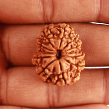Load image into Gallery viewer, 12 Mukhi Nepalese Rudraksha - Bead No 276