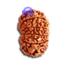 Load image into Gallery viewer, 12 Mukhi Nepalese Rudraksha - Bead No 277