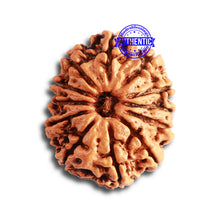 Load image into Gallery viewer, 12 Mukhi Nepalese Rudraksha - Bead No 279