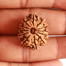Load image into Gallery viewer, 12 Mukhi Nepalese Rudraksha - Bead No 279