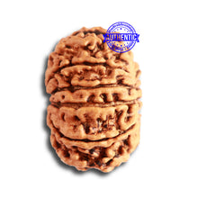 Load image into Gallery viewer, 12 Mukhi Nepalese Rudraksha - Bead No 279