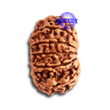 Load image into Gallery viewer, 12 Mukhi Nepalese Rudraksha - Bead No 279