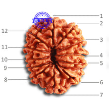Load image into Gallery viewer, 12 Mukhi Nepalese Rudraksha - Bead No 304