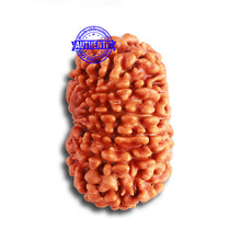 Load image into Gallery viewer, 12 Mukhi Nepalese Rudraksha - Bead No 304