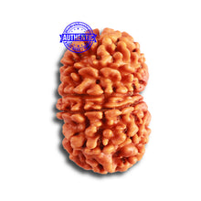 Load image into Gallery viewer, 12 Mukhi Nepalese Rudraksha - Bead No 304