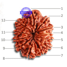 Load image into Gallery viewer, 12 Mukhi Nepalese Rudraksha - Bead No 305