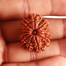 Load image into Gallery viewer, 12 Mukhi Nepalese Rudraksha - Bead No 305
