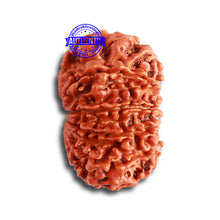 Load image into Gallery viewer, 12 Mukhi Nepalese Rudraksha - Bead No 305