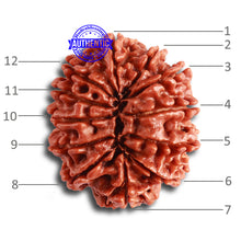 Load image into Gallery viewer, 12 Mukhi Nepalese Rudraksha - Bead No 306
