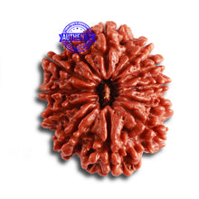 Load image into Gallery viewer, 12 Mukhi Nepalese Rudraksha - Bead No 306