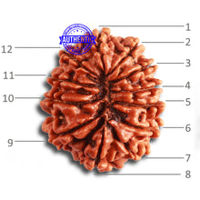 Load image into Gallery viewer, 12 Mukhi Nepalese Rudraksha - Bead No. 308
