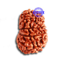 Load image into Gallery viewer, 12 Mukhi Nepalese Rudraksha - Bead No. 308