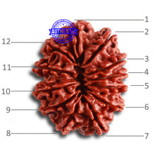 Load image into Gallery viewer, 12 Mukhi Nepalese Rudraksha - Bead No 310