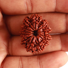 Load image into Gallery viewer, 12 Mukhi Nepalese Rudraksha - Bead No 310