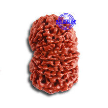 Load image into Gallery viewer, 12 Mukhi Nepalese Rudraksha - Bead No 310