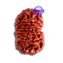 Load image into Gallery viewer, 12 Mukhi Nepalese Rudraksha - Bead No 310