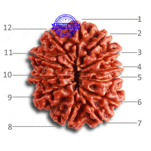 Load image into Gallery viewer, 12 Mukhi Nepalese Rudraksha - Bead No 311