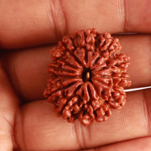 Load image into Gallery viewer, 12 Mukhi Nepalese Rudraksha - Bead No 311