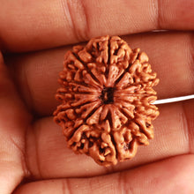 Load image into Gallery viewer, 12 Mukhi Nepalese Rudraksha - Bead No. 312