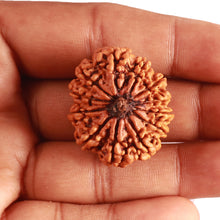 Load image into Gallery viewer, 12 Mukhi Nepalese Rudraksha - Bead No. 313