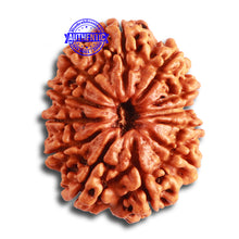 Load image into Gallery viewer, 12 Mukhi Nepalese Rudraksha - Bead No. 314