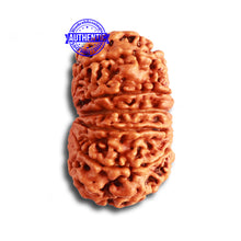 Load image into Gallery viewer, 12 Mukhi Nepalese Rudraksha - Bead No. 314