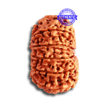 Load image into Gallery viewer, 12 Mukhi Nepalese Rudraksha - Bead No. 314