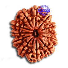 Load image into Gallery viewer, 12 Mukhi Nepalese Rudraksha - Bead No 316