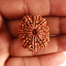 Load image into Gallery viewer, 12 Mukhi Nepalese Rudraksha - Bead No 316