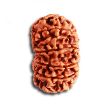 Load image into Gallery viewer, 12 Mukhi Nepalese Rudraksha - Bead No 316