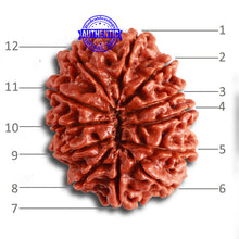 Load image into Gallery viewer, 12 Mukhi Nepalese Rudraksha - Bead No. 317