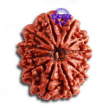 Load image into Gallery viewer, 12 Mukhi Nepalese Rudraksha - Bead No. 317