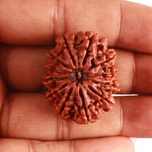 Load image into Gallery viewer, 12 Mukhi Nepalese Rudraksha - Bead No. 317
