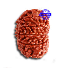 Load image into Gallery viewer, 12 Mukhi Nepalese Rudraksha - Bead No. 317
