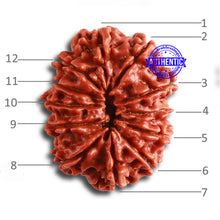 Load image into Gallery viewer, 12 Mukhi Nepalese Rudraksha - Bead No. 318