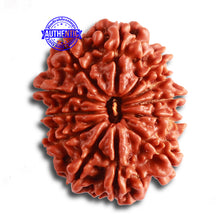 Load image into Gallery viewer, 12 Mukhi Nepalese Rudraksha - Bead No. 318