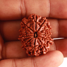 Load image into Gallery viewer, 12 Mukhi Nepalese Rudraksha - Bead No. 318