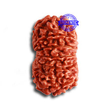 Load image into Gallery viewer, 12 Mukhi Nepalese Rudraksha - Bead No. 318