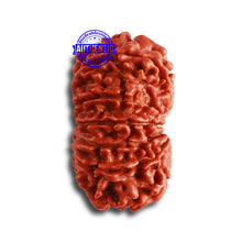 Load image into Gallery viewer, 12 Mukhi Nepalese Rudraksha - Bead No. 318