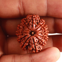 Load image into Gallery viewer, 12 Mukhi Nepalese Rudraksha - Bead No. 319