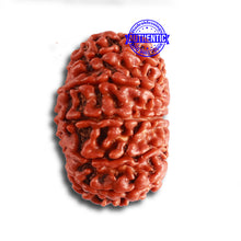 Load image into Gallery viewer, 12 Mukhi Nepalese Rudraksha - Bead No. 319