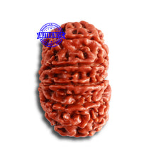 Load image into Gallery viewer, 12 Mukhi Nepalese Rudraksha - Bead No 320