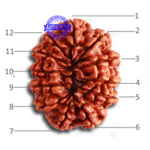 Load image into Gallery viewer, 12 Mukhi Nepalese Rudraksha - Bead No 321