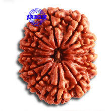 Load image into Gallery viewer, 12 Mukhi Nepalese Rudraksha - Bead No 321