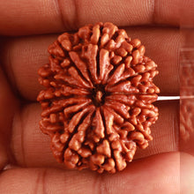 Load image into Gallery viewer, 12 Mukhi Nepalese Rudraksha - Bead No 321